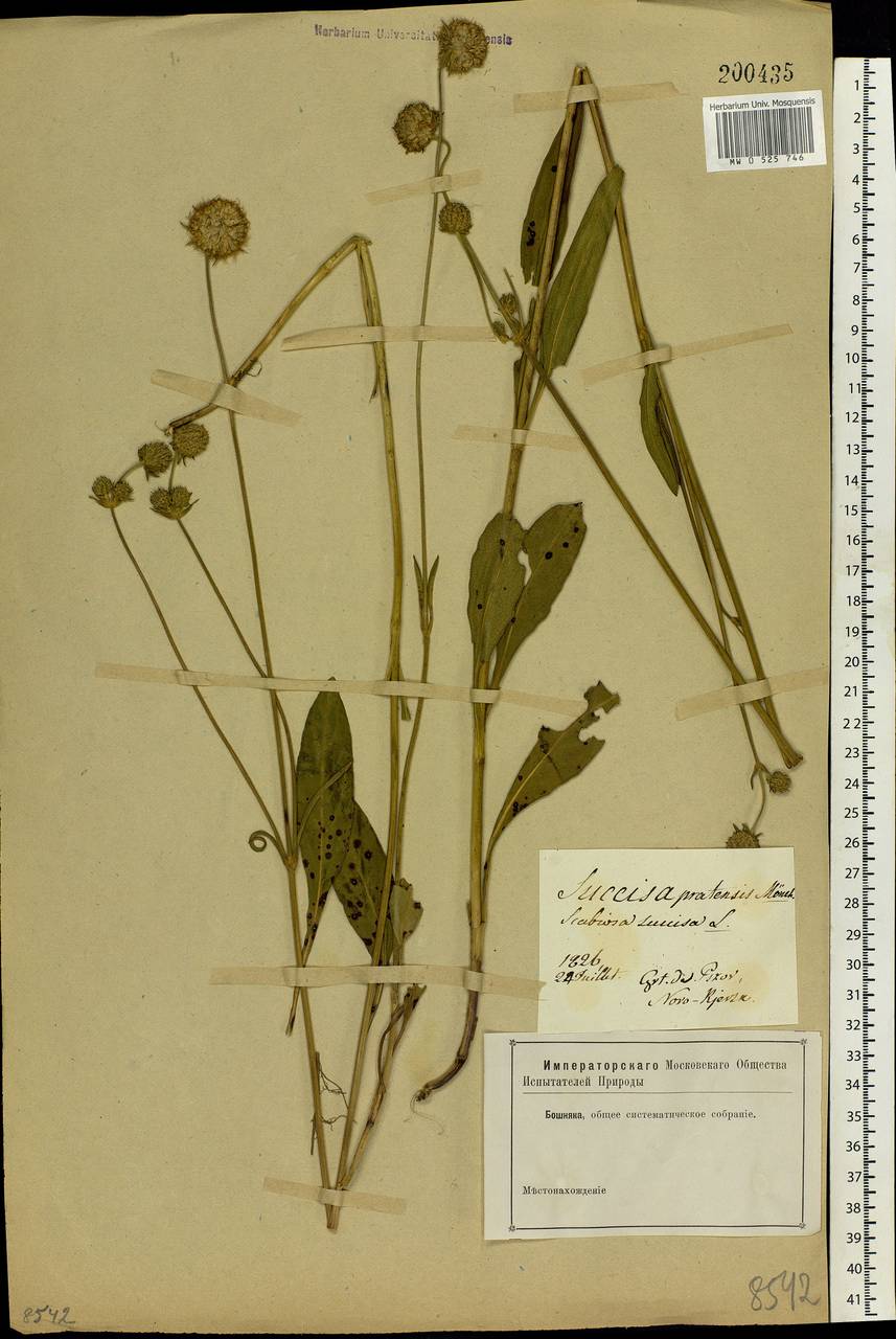 Succisa pratensis Moench, Eastern Europe, North-Western region (E2) (Russia)