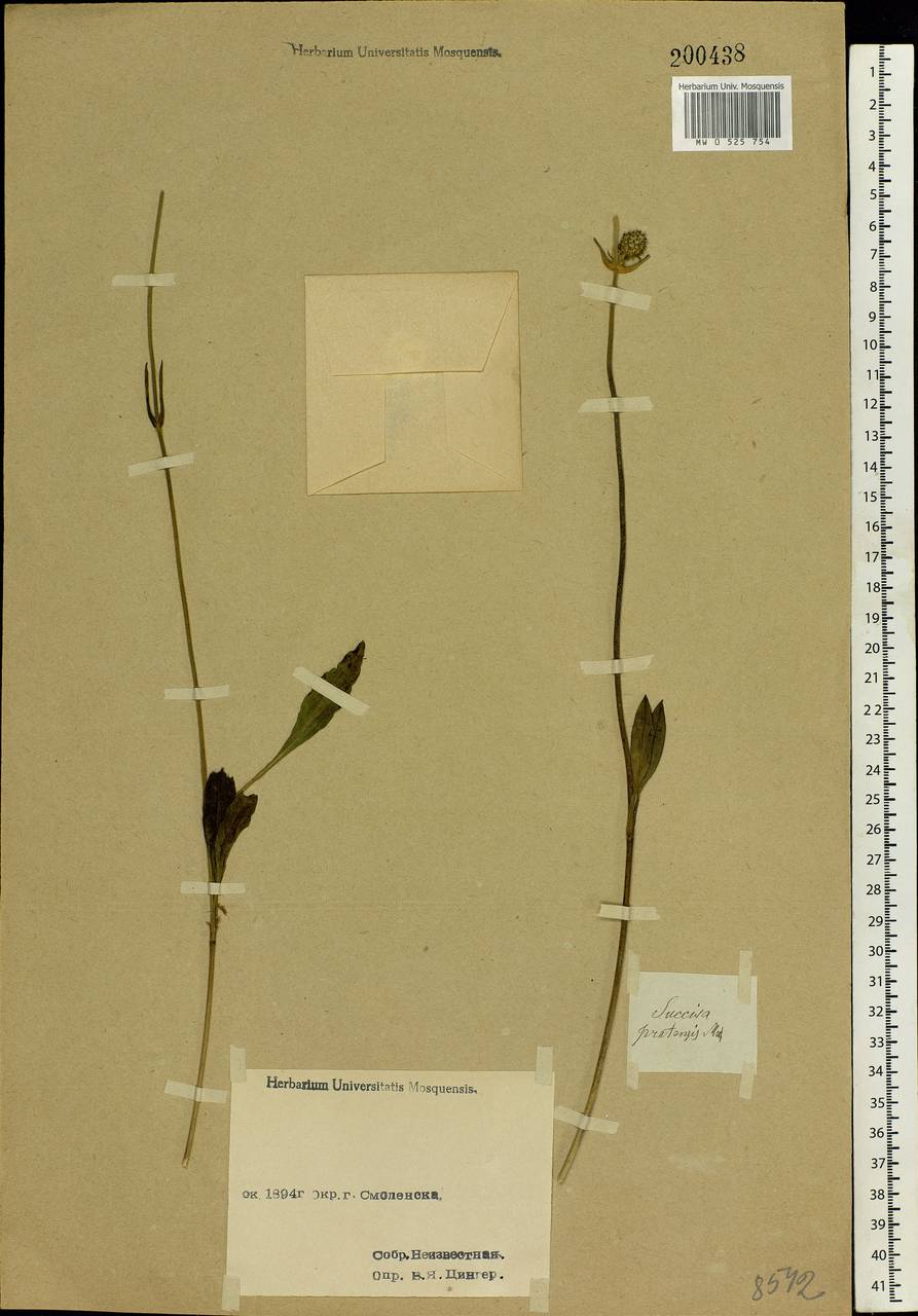 Succisa pratensis Moench, Eastern Europe, Western region (E3) (Russia)