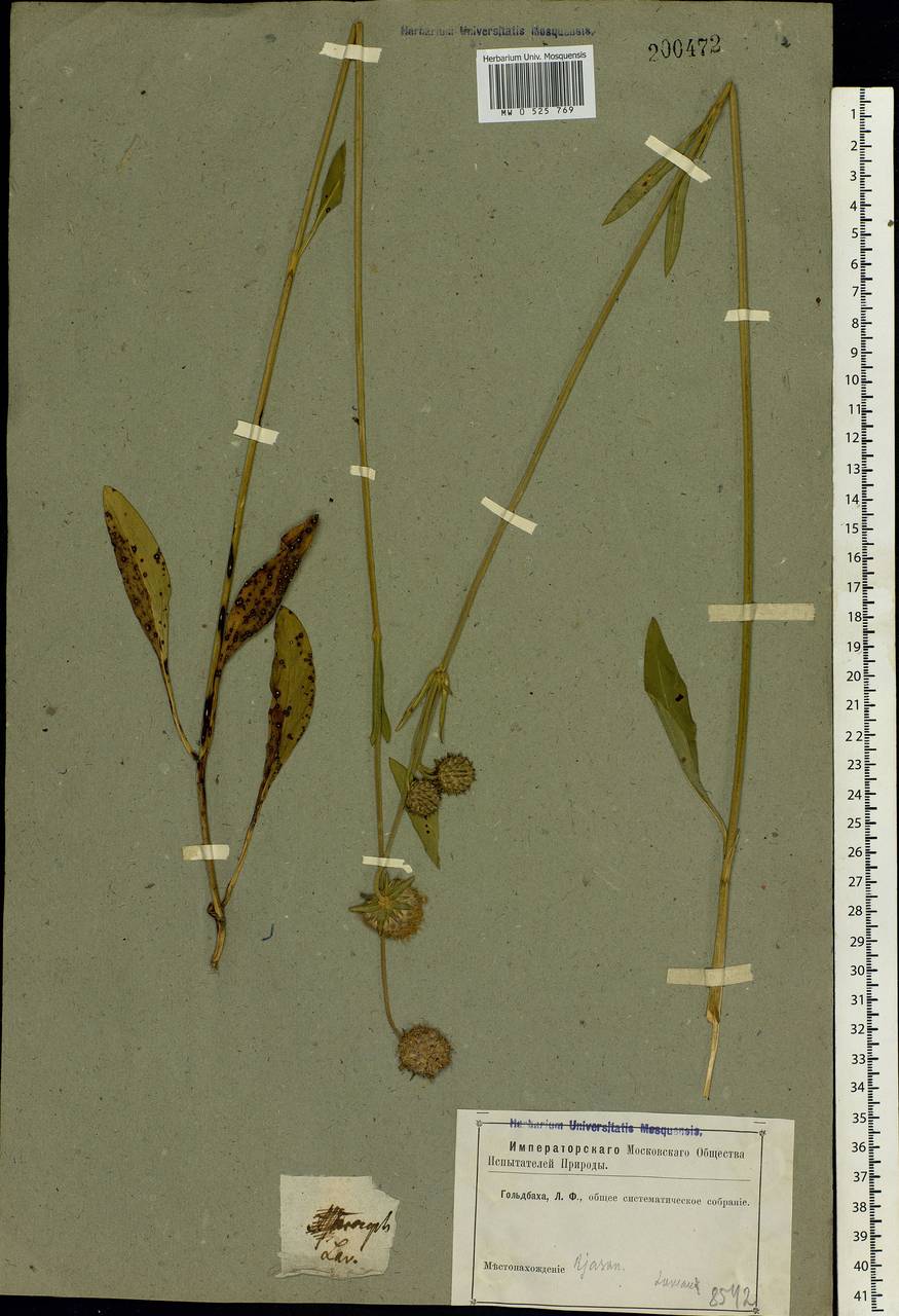 Succisa pratensis Moench, Eastern Europe, Central region (E4) (Russia)