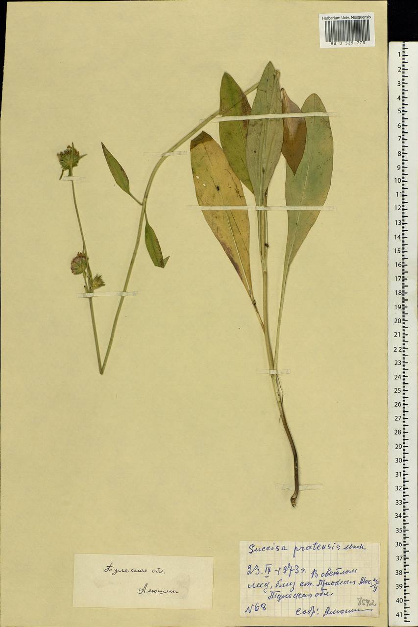 Succisa pratensis Moench, Eastern Europe, Central region (E4) (Russia)