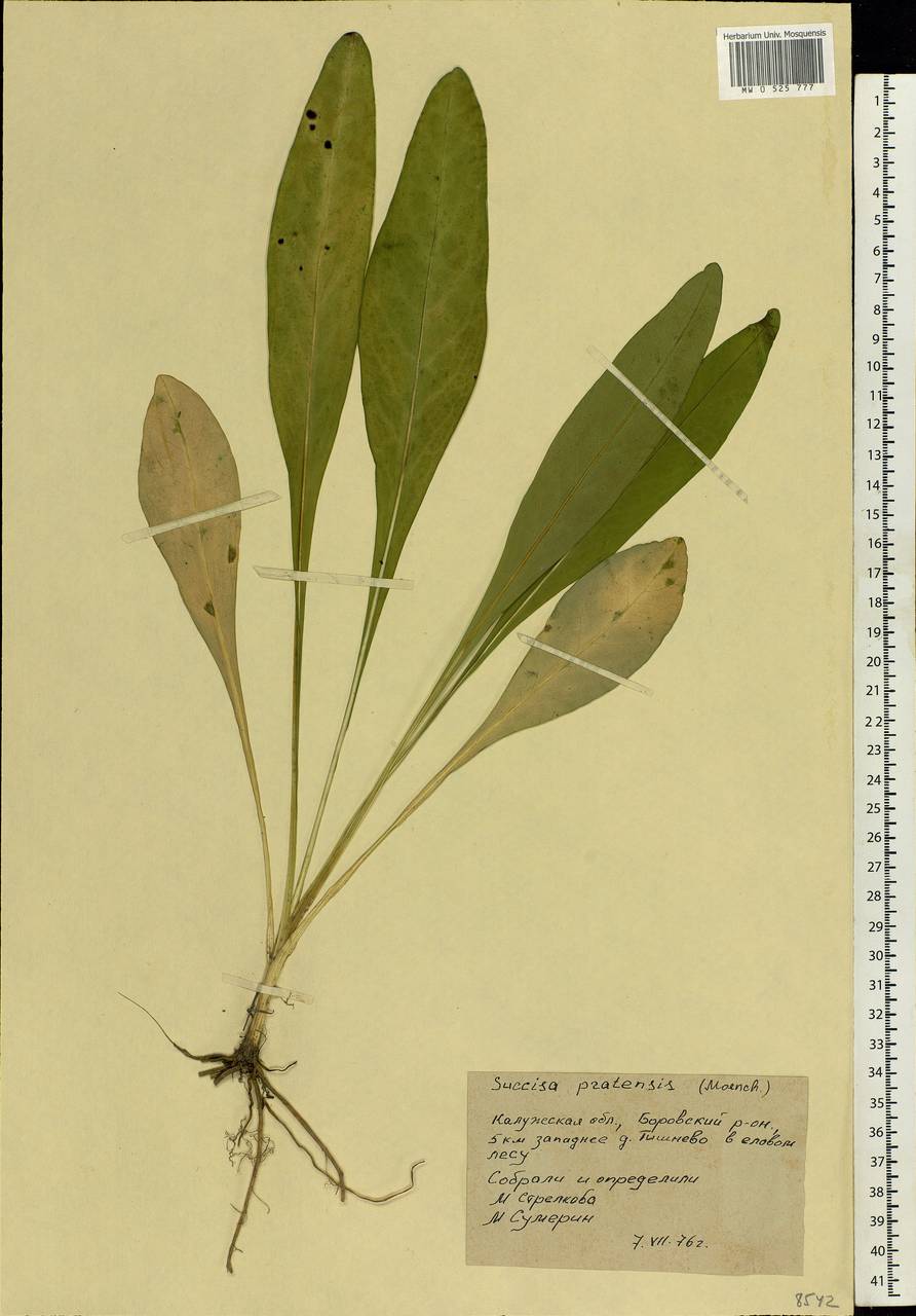 Succisa pratensis Moench, Eastern Europe, Central region (E4) (Russia)