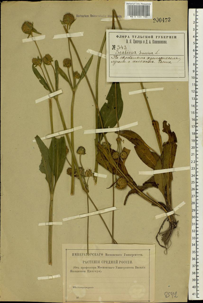 Succisa pratensis Moench, Eastern Europe, Central region (E4) (Russia)