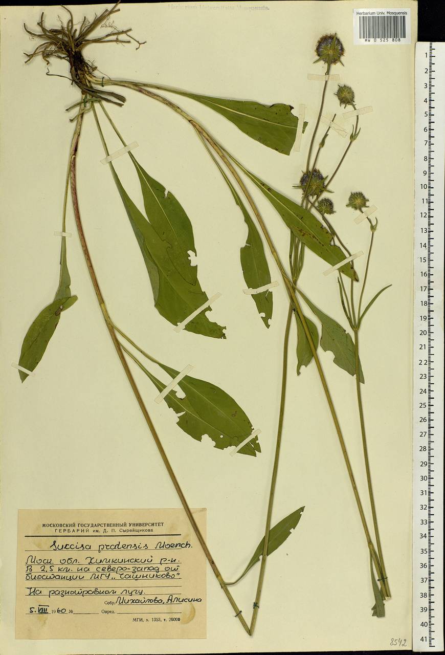 Succisa pratensis Moench, Eastern Europe, Moscow region (E4a) (Russia)