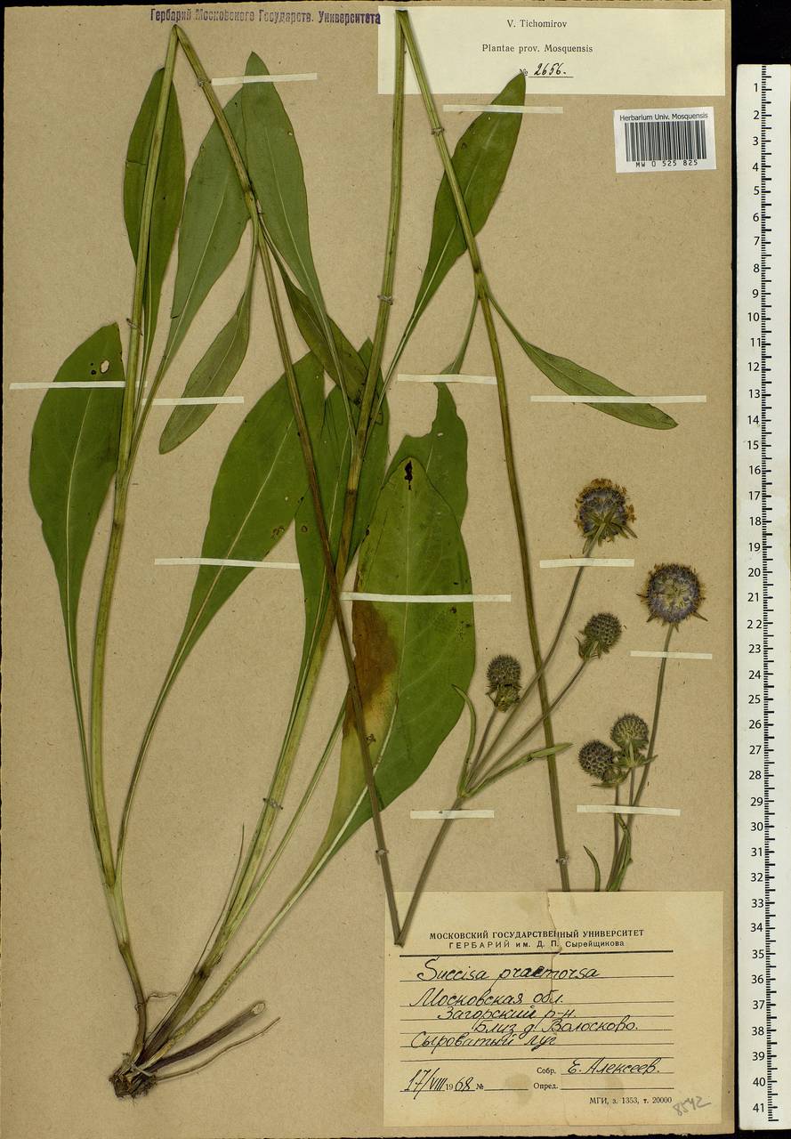 Succisa pratensis Moench, Eastern Europe, Moscow region (E4a) (Russia)