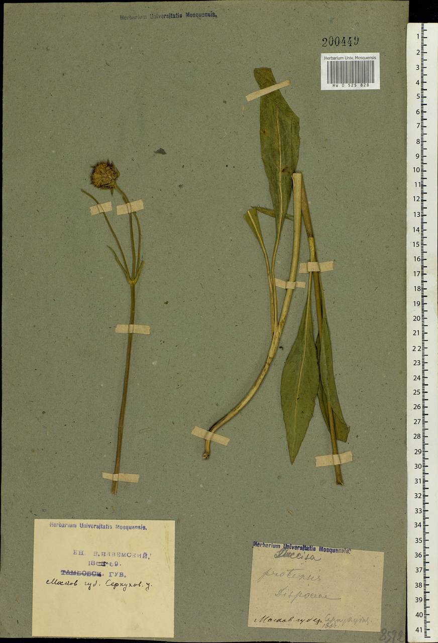 Succisa pratensis Moench, Eastern Europe, Moscow region (E4a) (Russia)