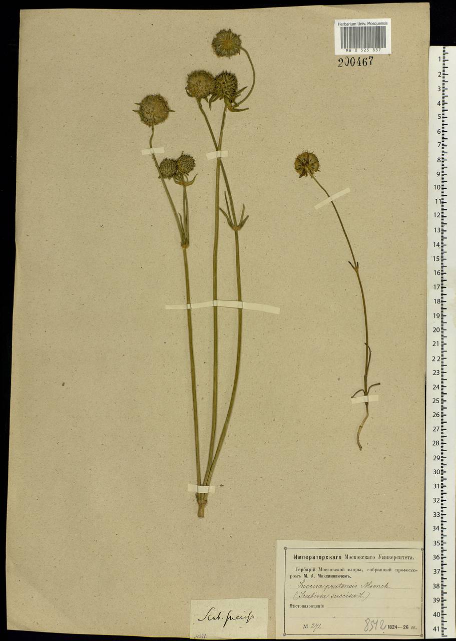 Succisa pratensis Moench, Eastern Europe, Moscow region (E4a) (Russia)