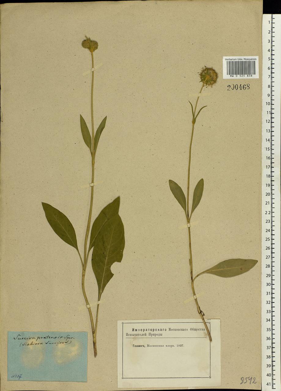 Succisa pratensis Moench, Eastern Europe, Moscow region (E4a) (Russia)