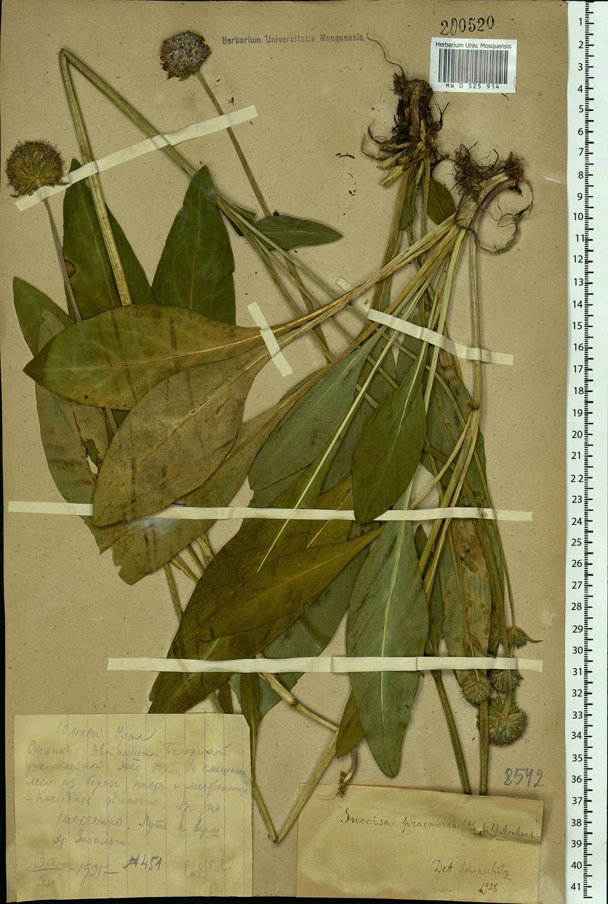 Succisa pratensis Moench, Eastern Europe, Eastern region (E10) (Russia)