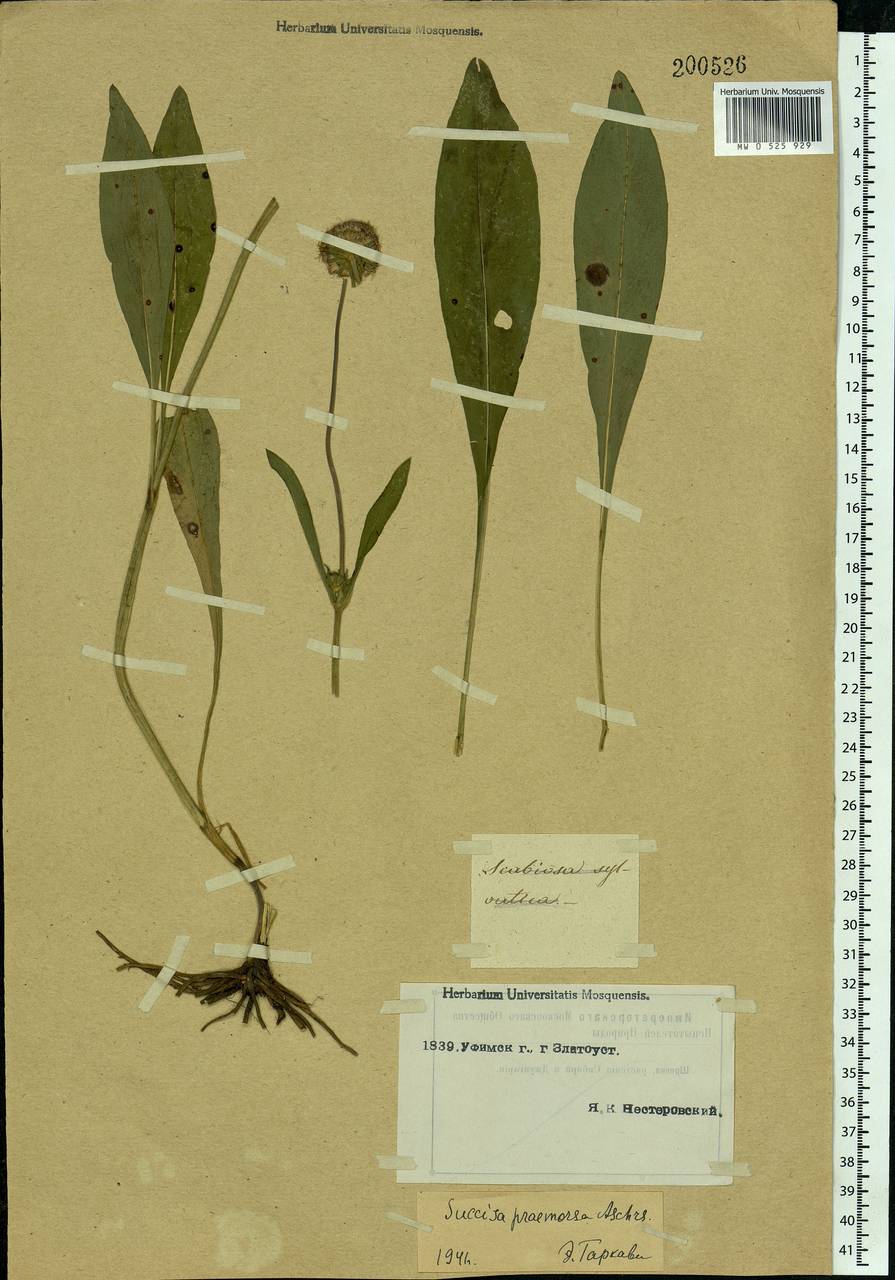 Succisa pratensis Moench, Eastern Europe, North Ukrainian region (E11) (Ukraine)