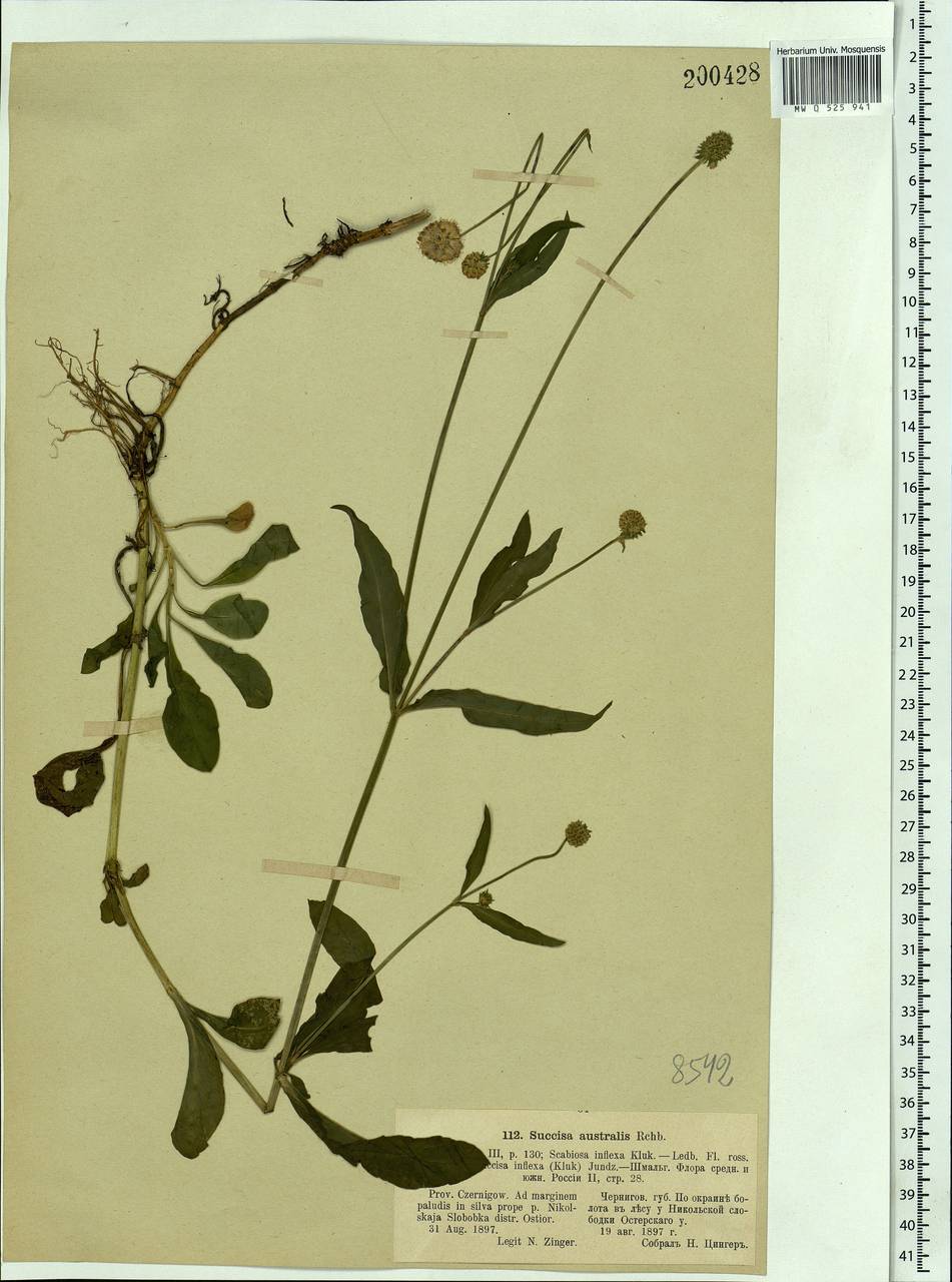 Succisella inflexa (Kluk) Beck, Eastern Europe, West Ukrainian region (E13) (Ukraine)
