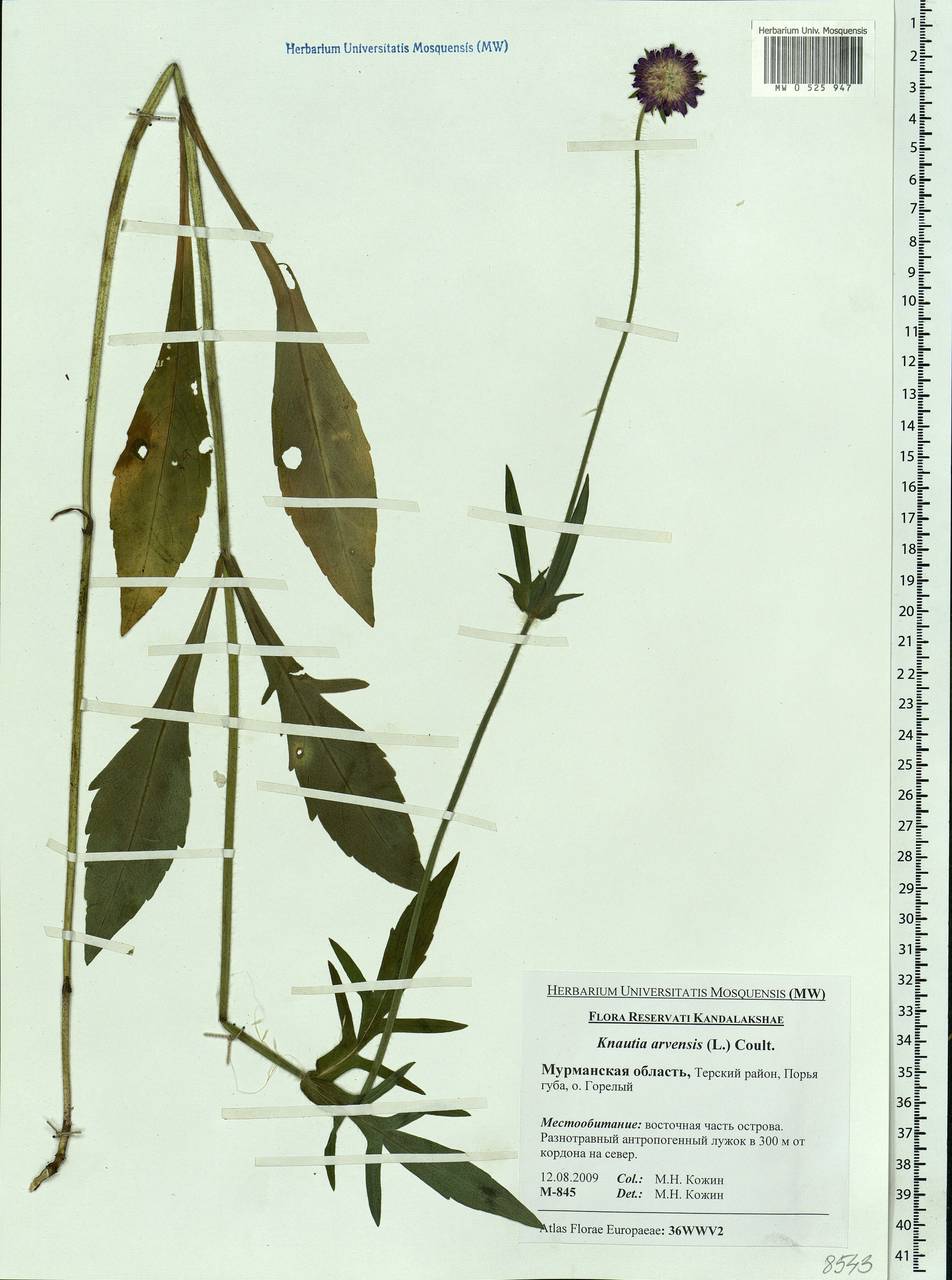 Knautia arvensis (L.) Coult., Eastern Europe, Northern region (E1) (Russia)