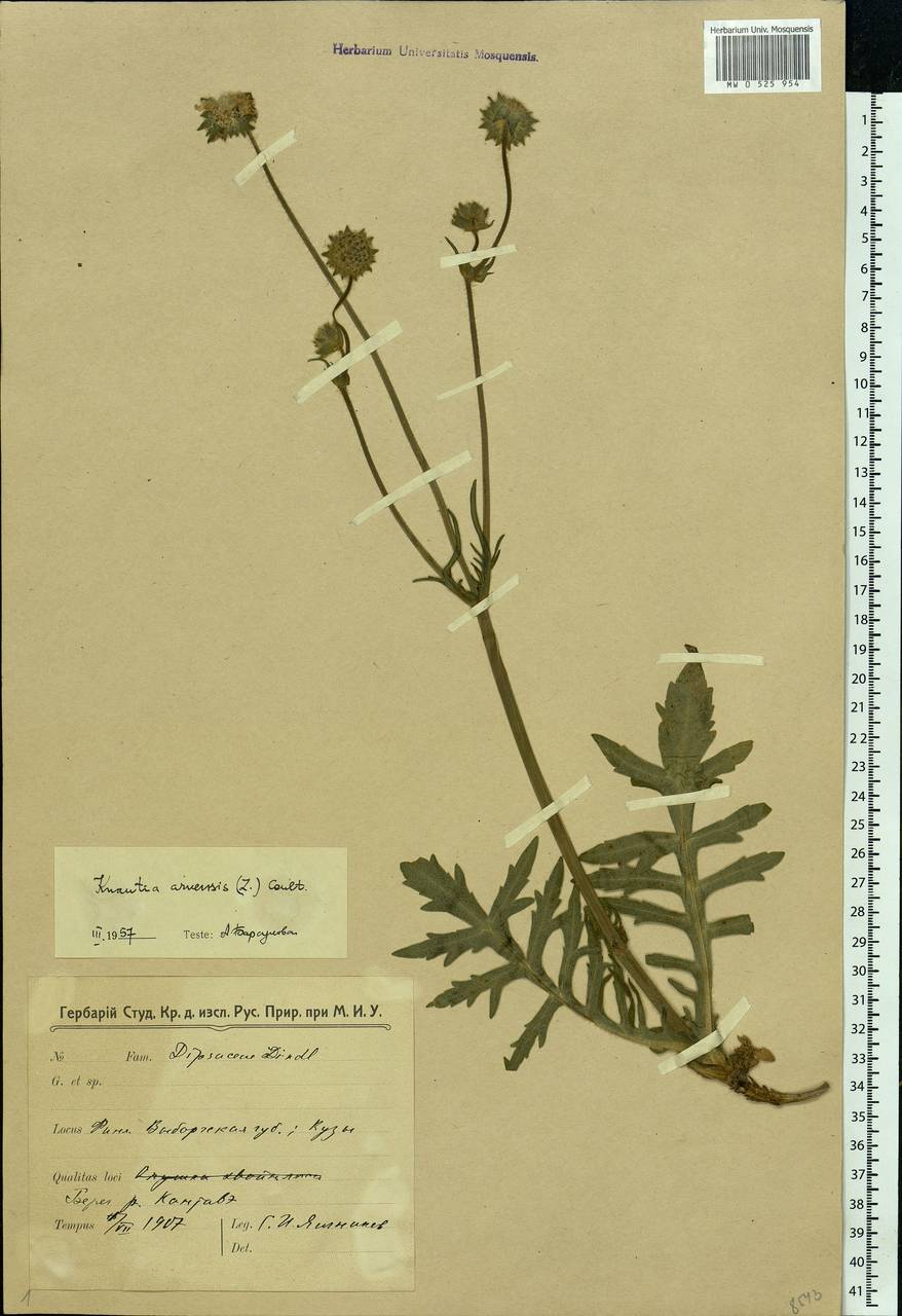 Knautia arvensis (L.) Coult., Eastern Europe, North-Western region (E2) (Russia)