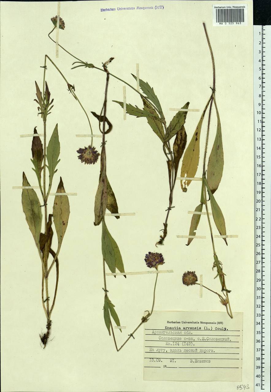 Knautia arvensis (L.) Coult., Eastern Europe, Northern region (E1) (Russia)