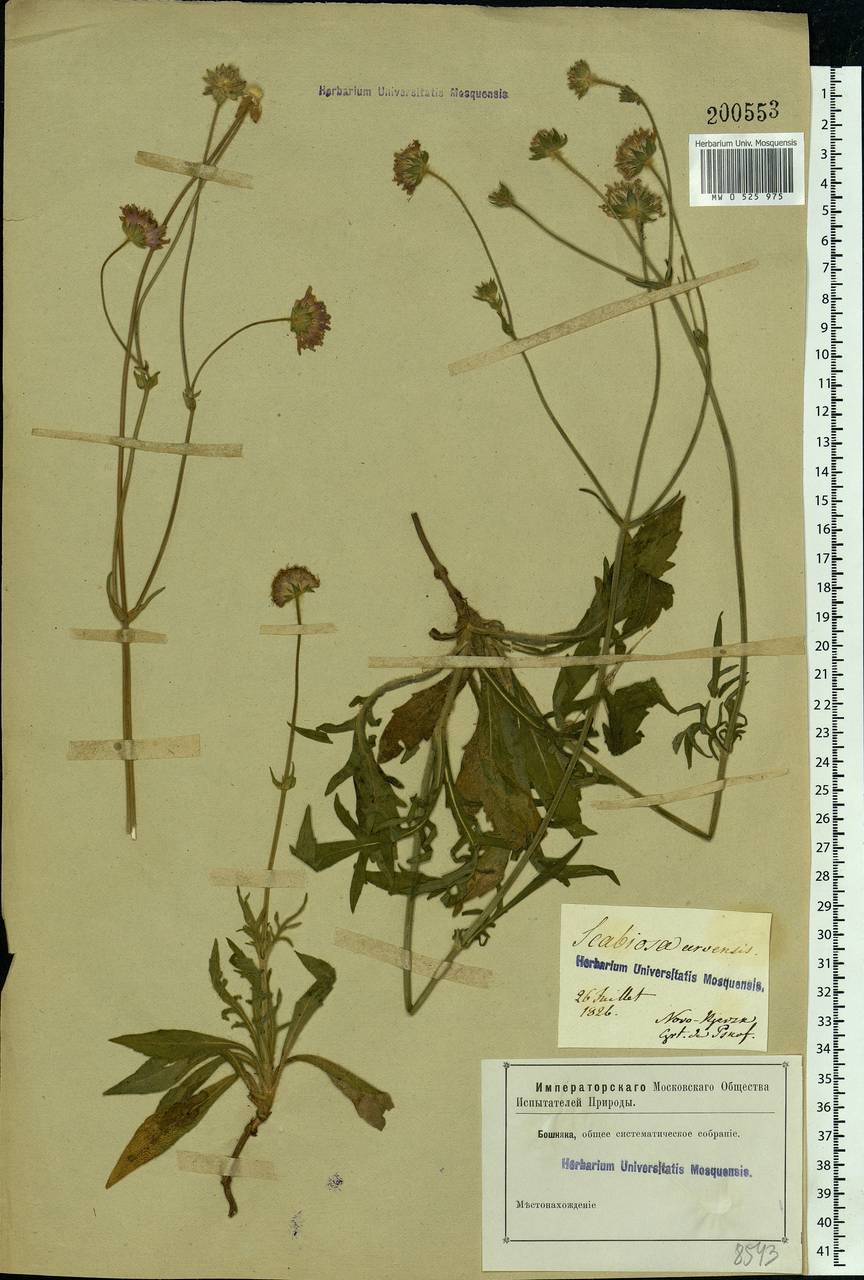 Knautia arvensis (L.) Coult., Eastern Europe, North-Western region (E2) (Russia)