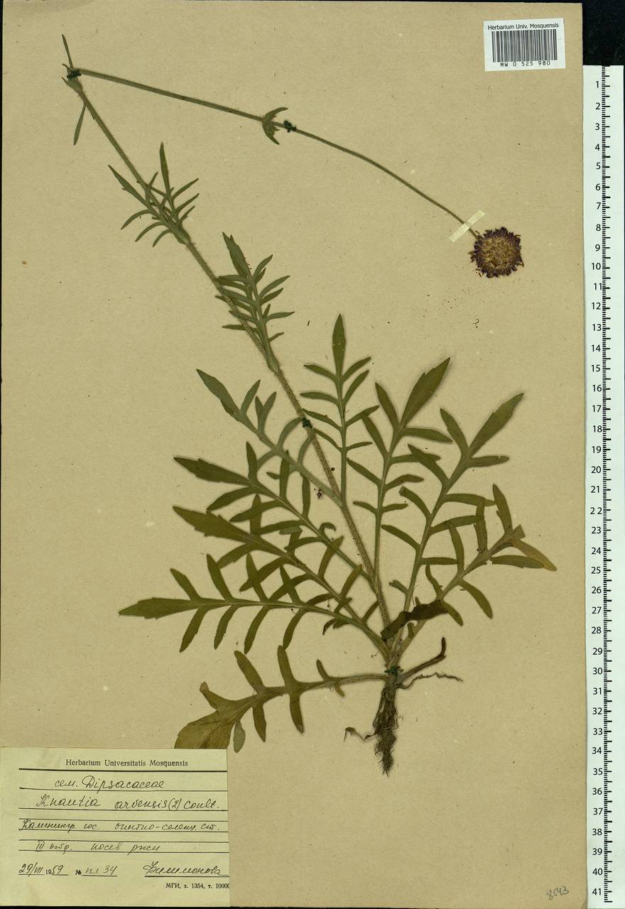 Knautia arvensis (L.) Coult., Eastern Europe, North-Western region (E2) (Russia)