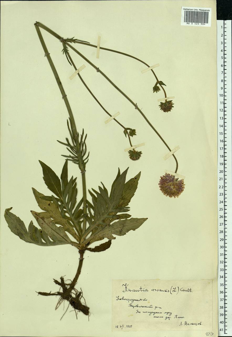Knautia arvensis (L.) Coult., Eastern Europe, North-Western region (E2) (Russia)
