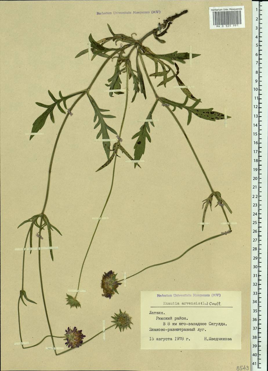 Knautia arvensis (L.) Coult., Eastern Europe, Latvia (E2b) (Latvia)