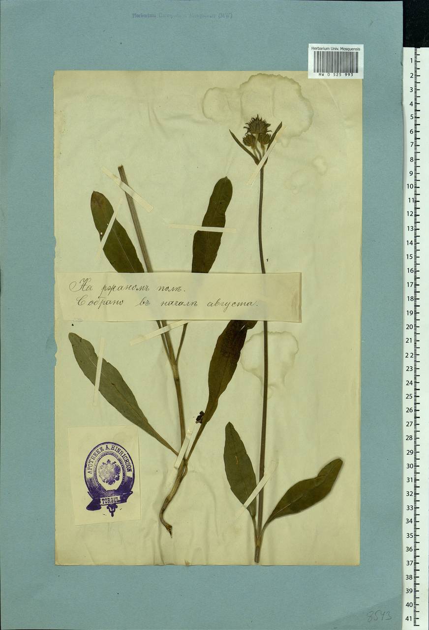 Knautia arvensis (L.) Coult., Eastern Europe, Estonia (E2c) (Estonia)