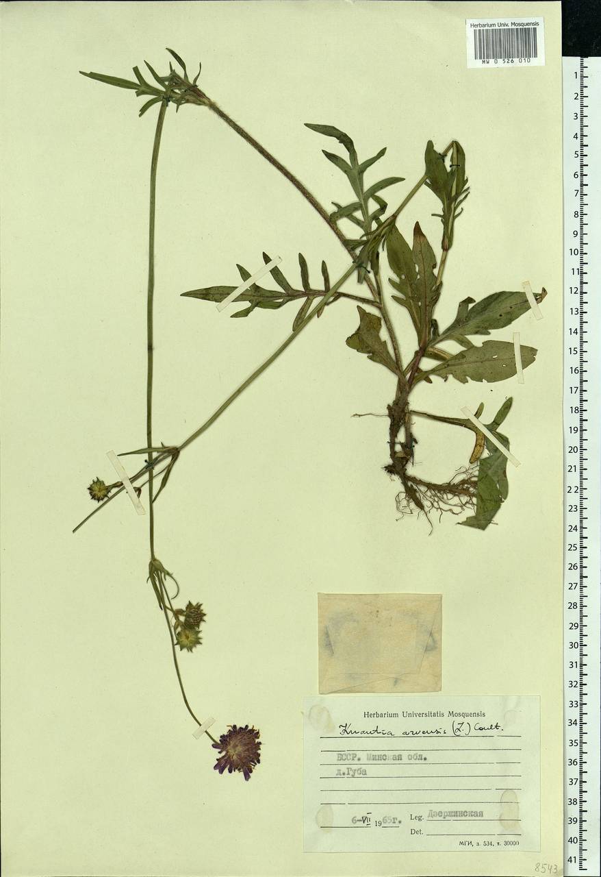 Knautia arvensis (L.) Coult., Eastern Europe, Belarus (E3a) (Belarus)