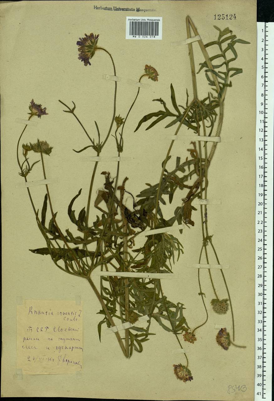 Knautia arvensis (L.) Coult., Eastern Europe, Belarus (E3a) (Belarus)