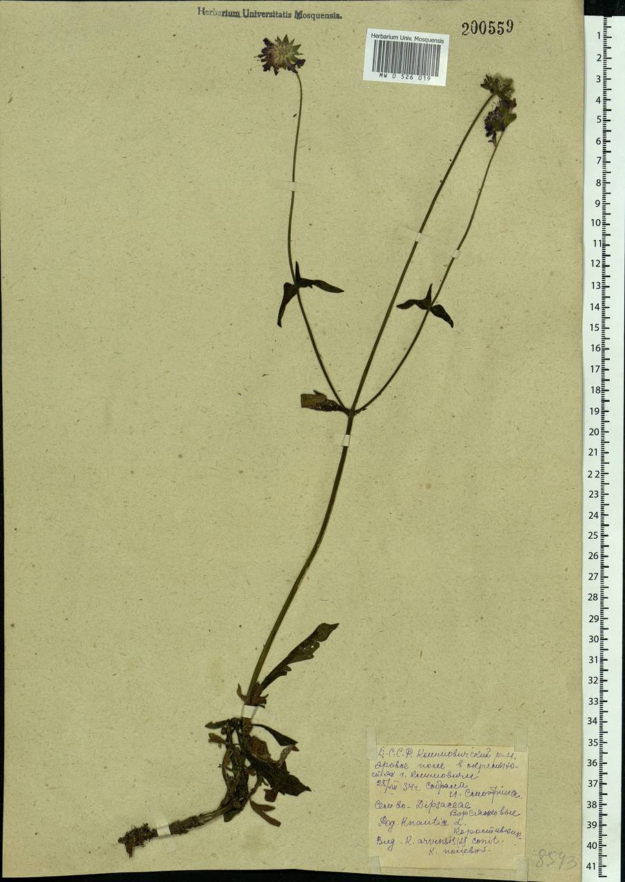 Knautia arvensis (L.) Coult., Eastern Europe, Belarus (E3a) (Belarus)