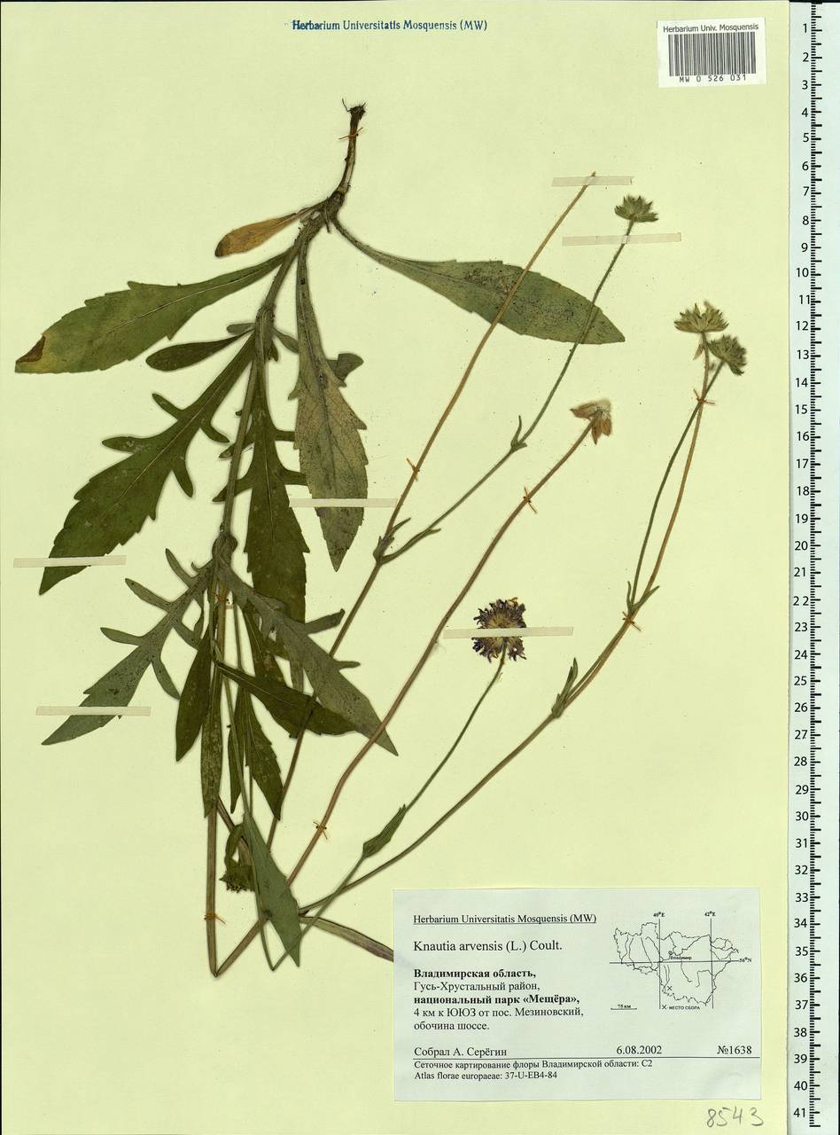 Knautia arvensis (L.) Coult., Eastern Europe, Central region (E4) (Russia)