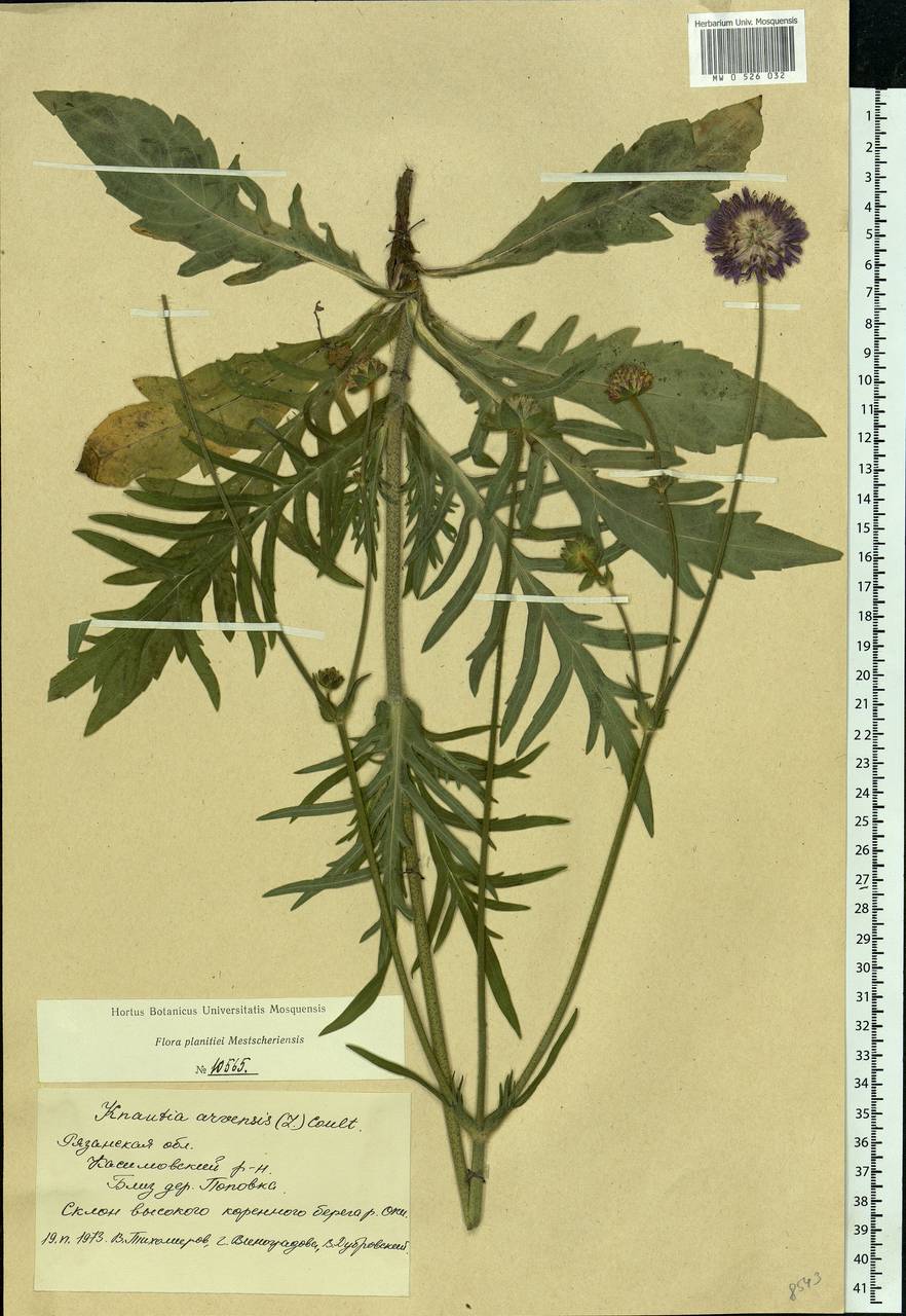 Knautia arvensis (L.) Coult., Eastern Europe, Central region (E4) (Russia)