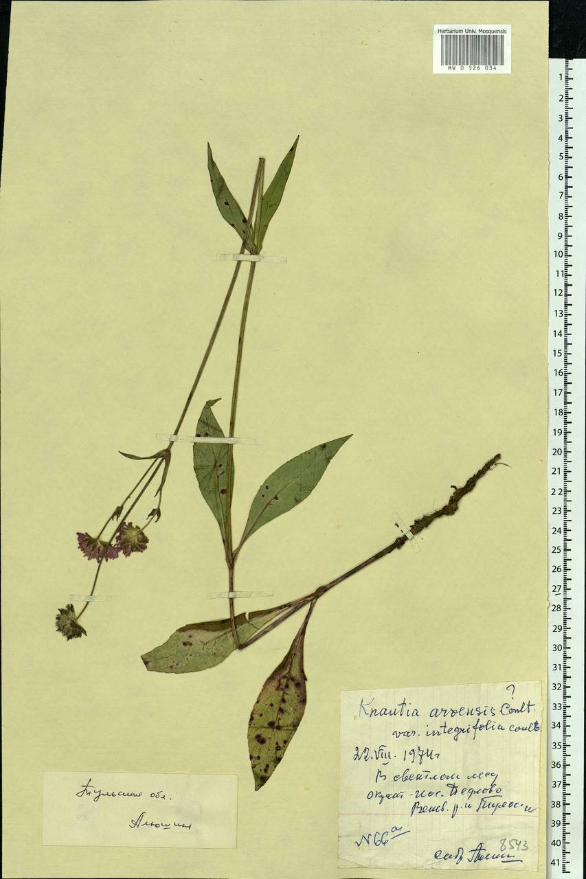 Knautia arvensis (L.) Coult., Eastern Europe, Central region (E4) (Russia)