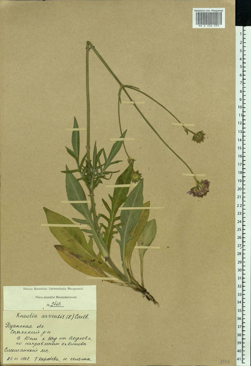 Knautia arvensis (L.) Coult., Eastern Europe, Central region (E4) (Russia)