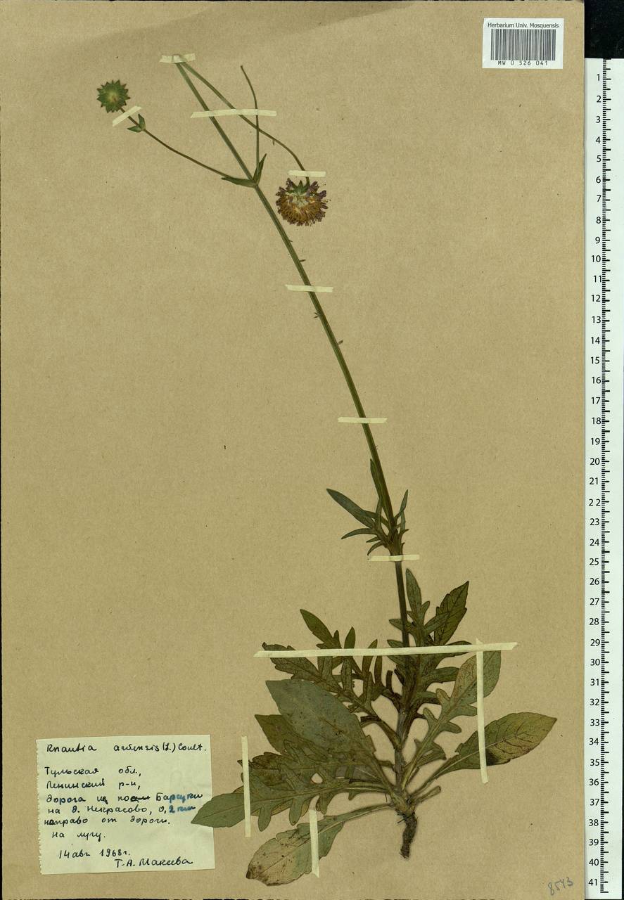 Knautia arvensis (L.) Coult., Eastern Europe, Central region (E4) (Russia)