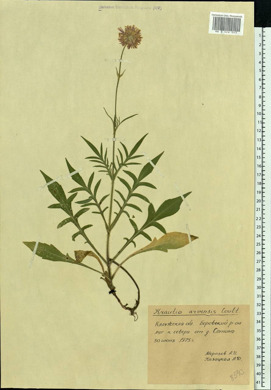 Knautia arvensis (L.) Coult., Eastern Europe, Central region (E4) (Russia)