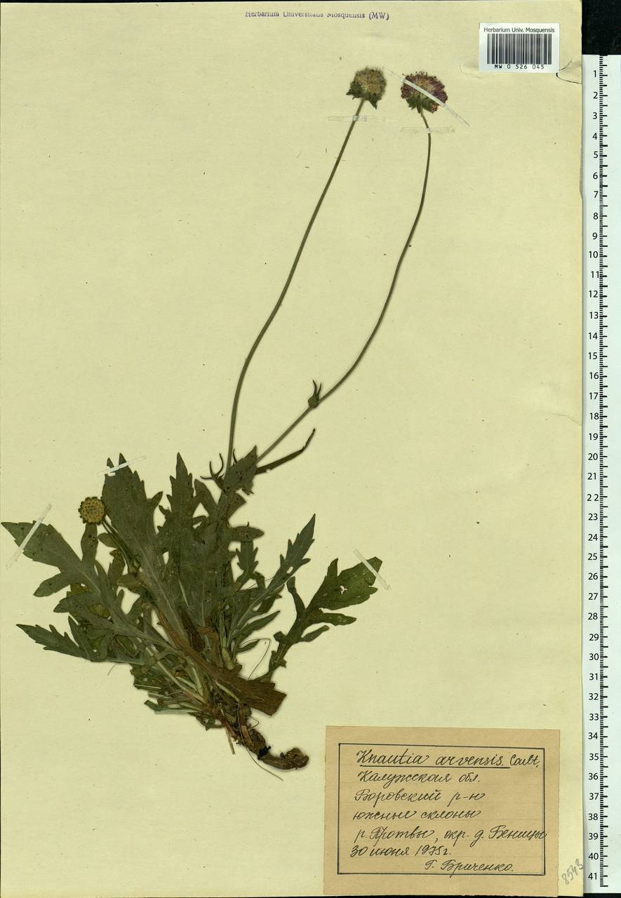 Knautia arvensis (L.) Coult., Eastern Europe, Central region (E4) (Russia)