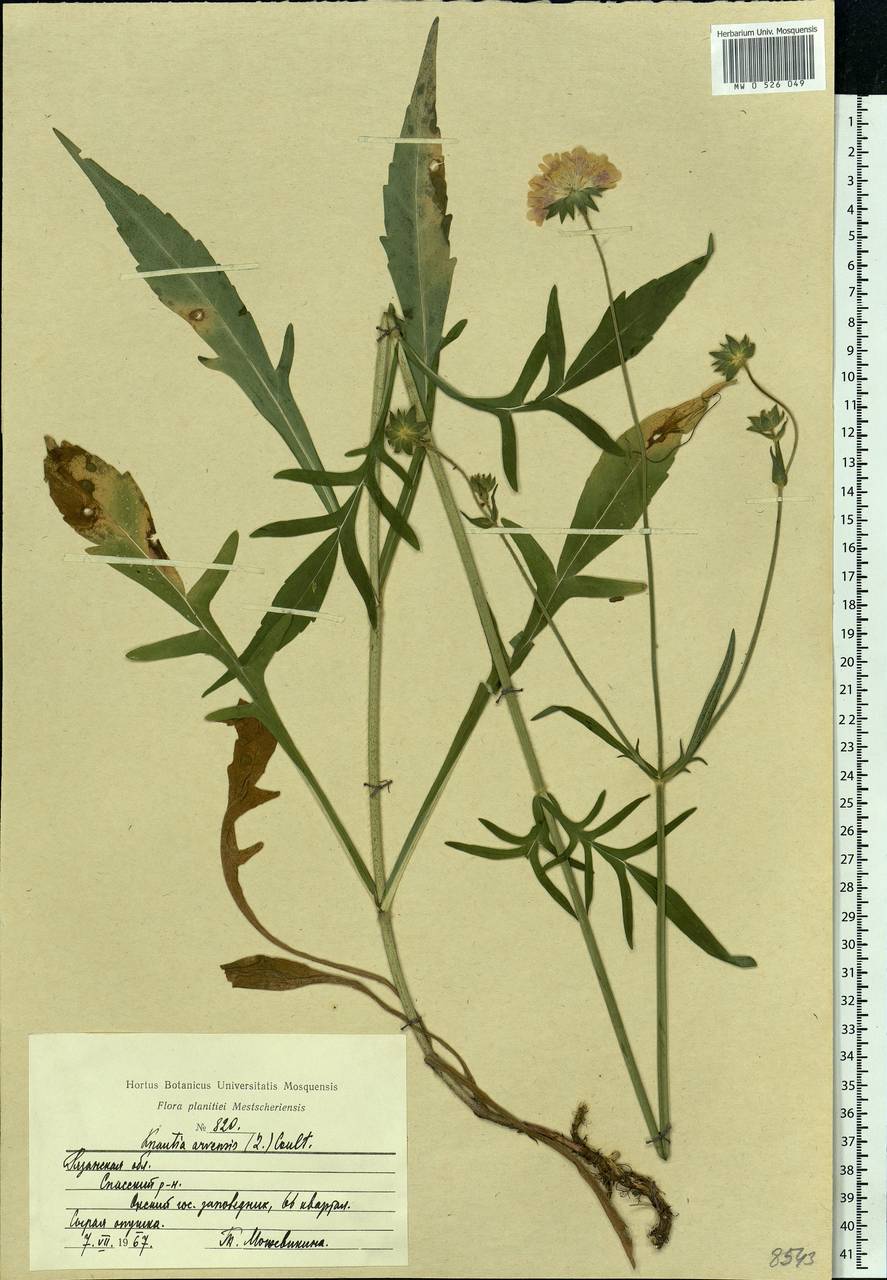 Knautia arvensis (L.) Coult., Eastern Europe, Central region (E4) (Russia)