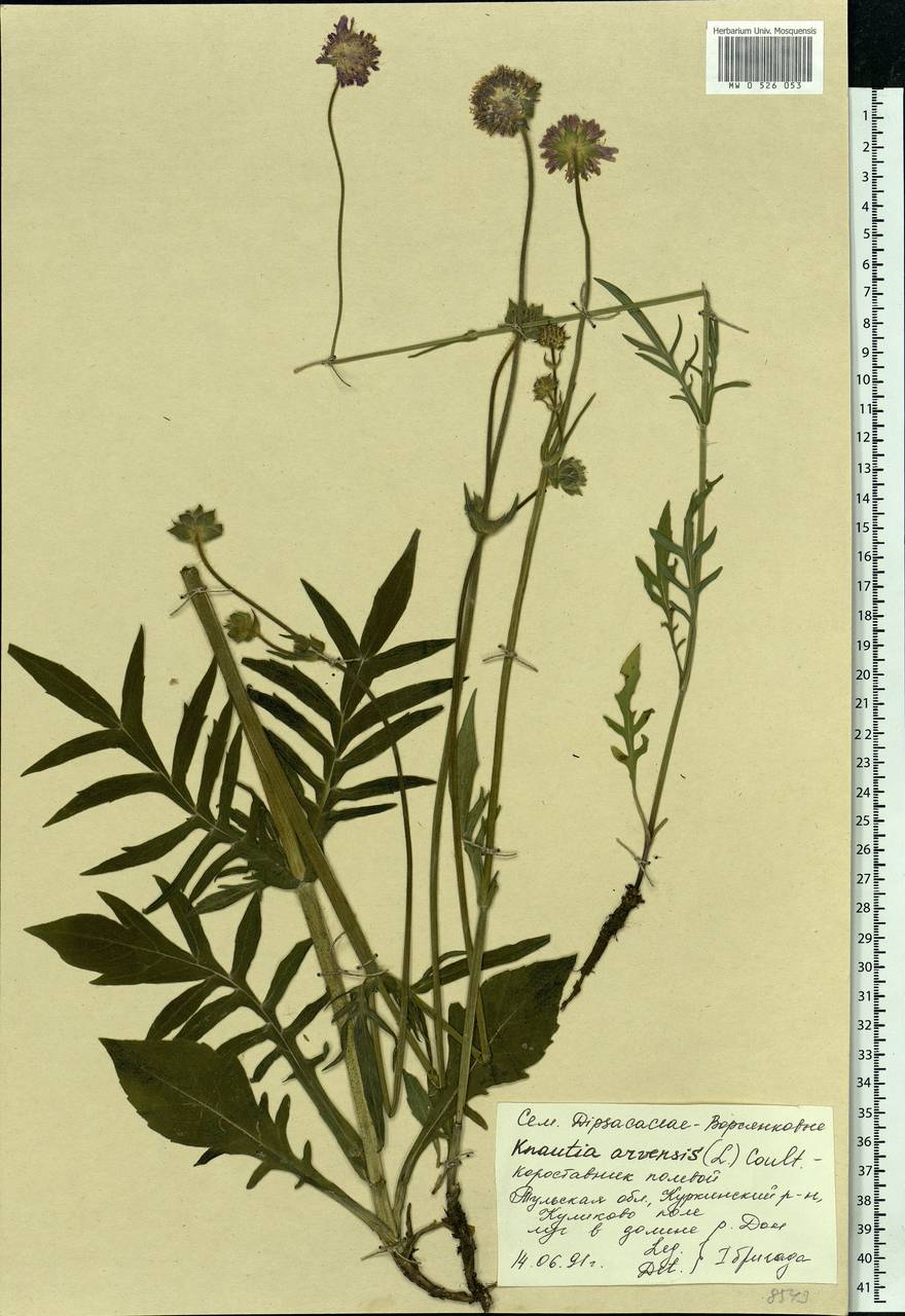 Knautia arvensis (L.) Coult., Eastern Europe, Central region (E4) (Russia)