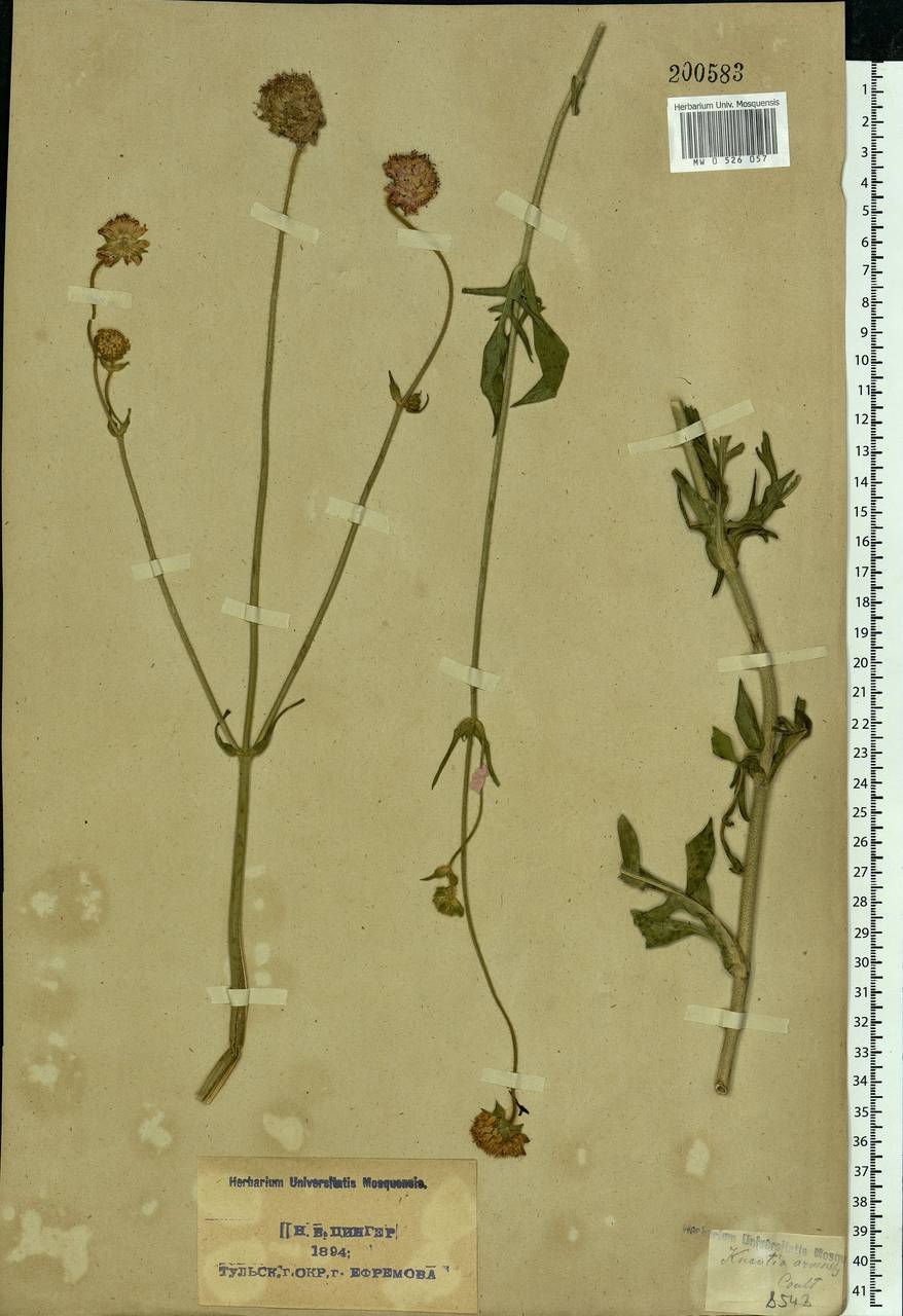 Knautia arvensis (L.) Coult., Eastern Europe, Central region (E4) (Russia)