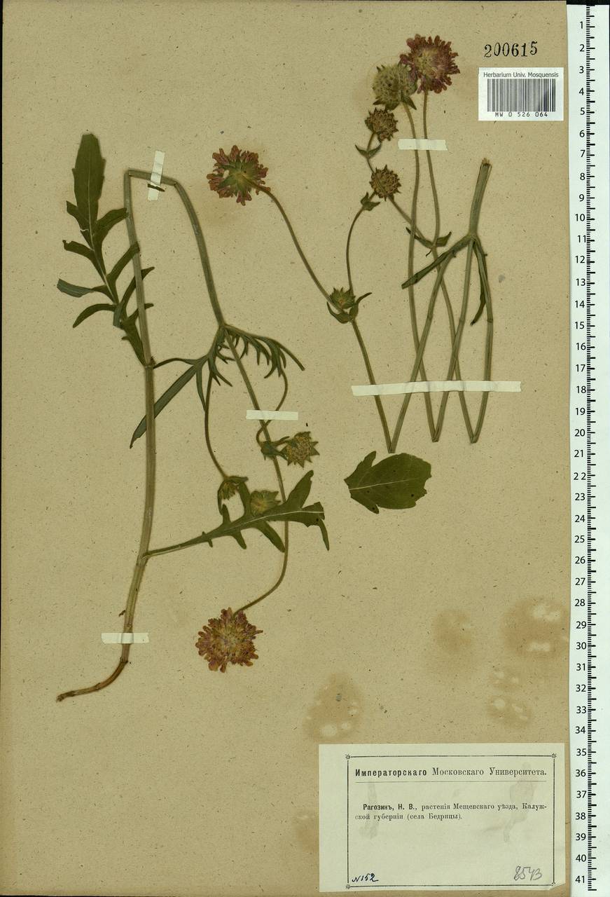 Knautia arvensis (L.) Coult., Eastern Europe, Central region (E4) (Russia)