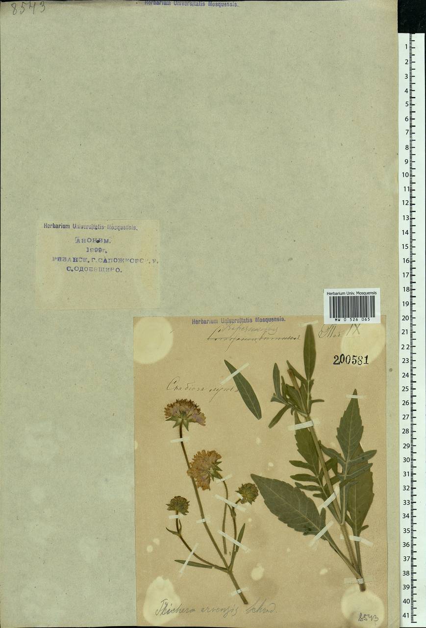 Knautia arvensis (L.) Coult., Eastern Europe, Central region (E4) (Russia)