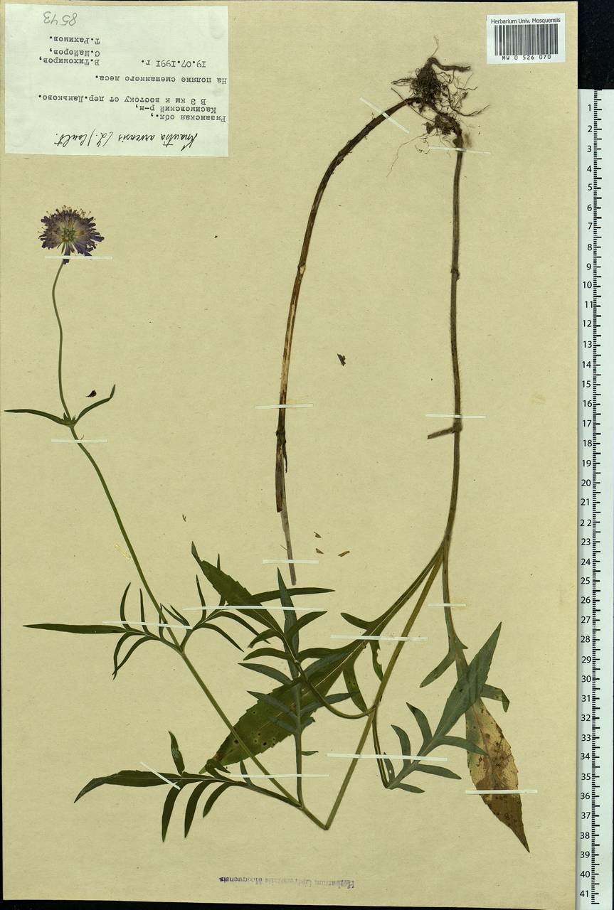 Knautia arvensis (L.) Coult., Eastern Europe, Central region (E4) (Russia)