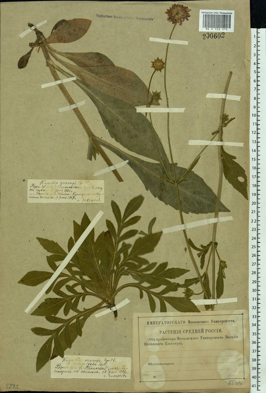 Knautia arvensis (L.) Coult., Eastern Europe, Central region (E4) (Russia)