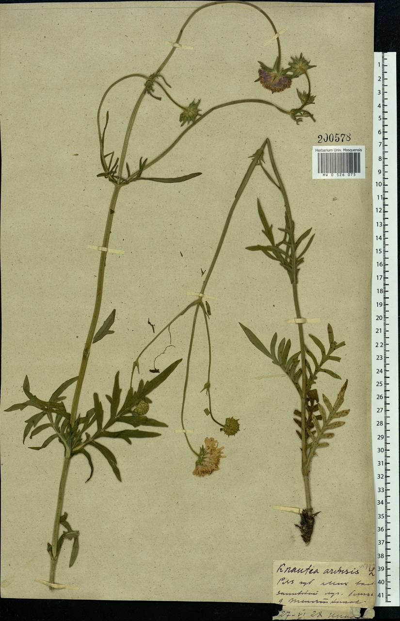 Knautia arvensis (L.) Coult., Eastern Europe, Central region (E4) (Russia)