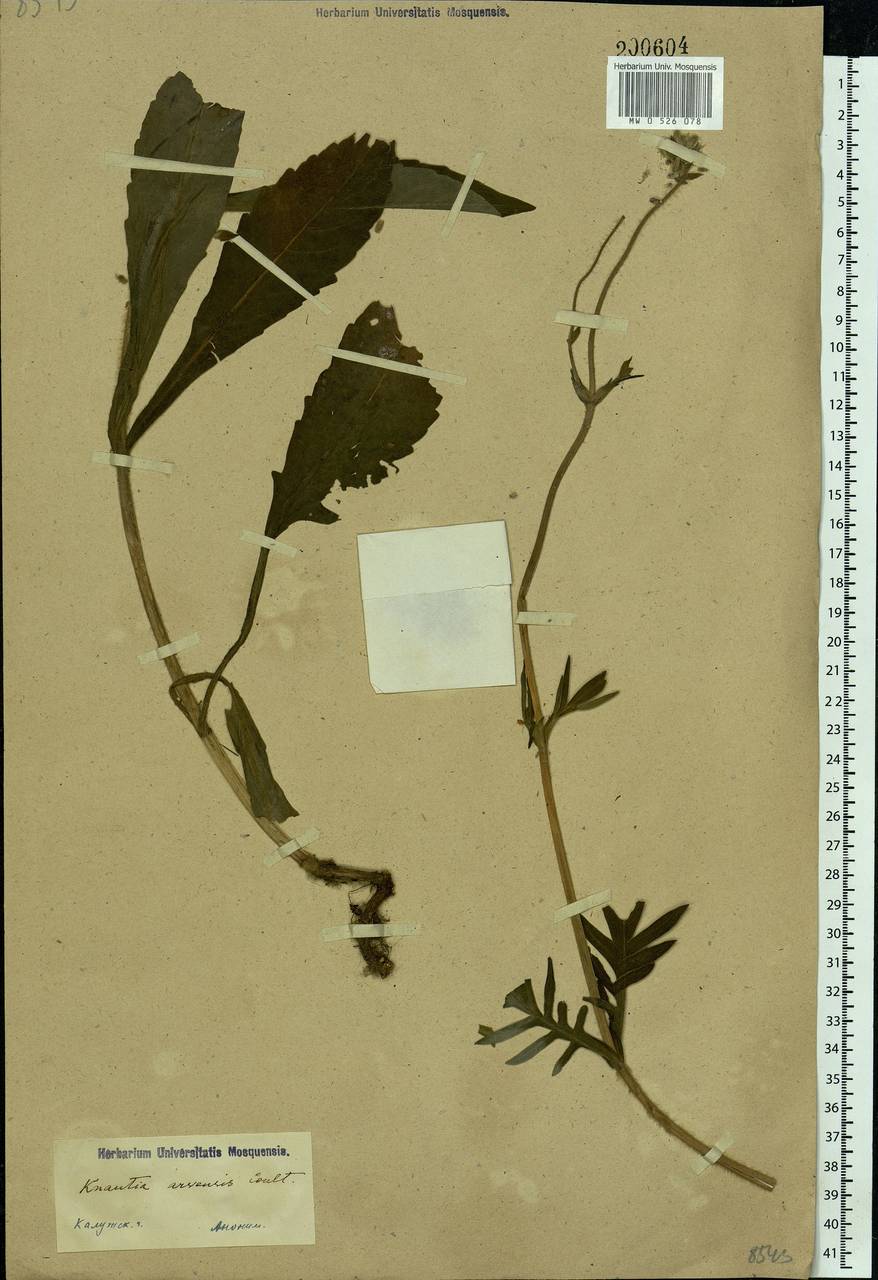 Knautia arvensis (L.) Coult., Eastern Europe, Central region (E4) (Russia)