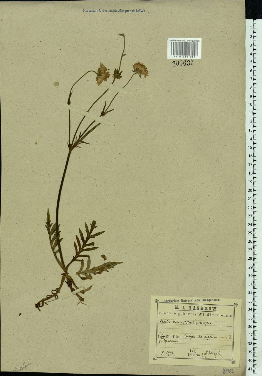 Knautia arvensis (L.) Coult., Eastern Europe, Moscow region (E4a) (Russia)