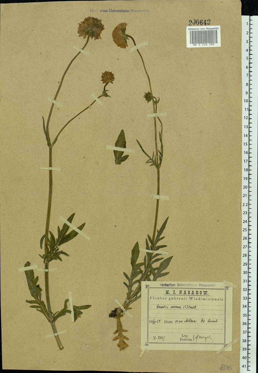 Knautia arvensis (L.) Coult., Eastern Europe, Central region (E4) (Russia)