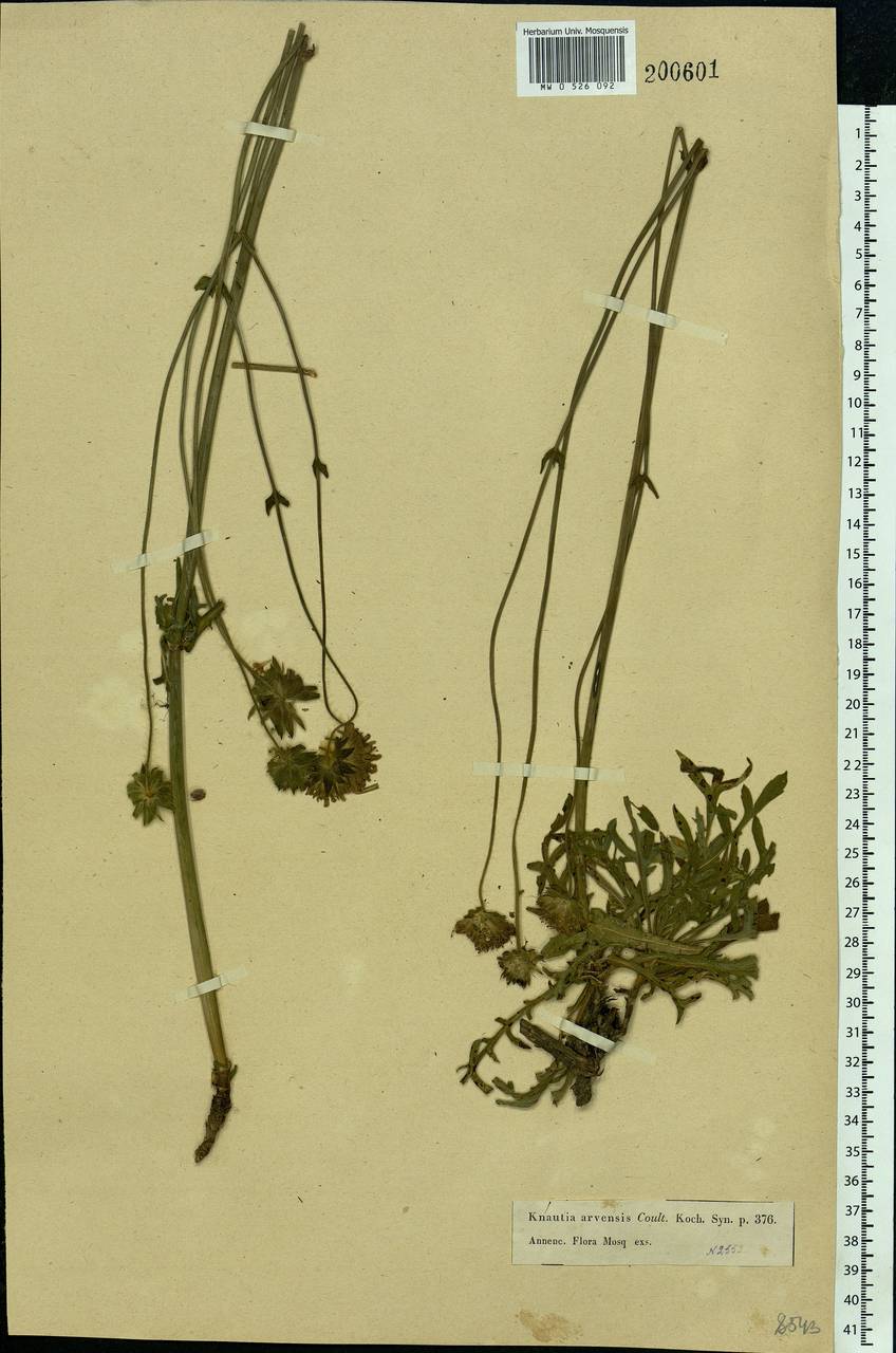 Knautia arvensis (L.) Coult., Eastern Europe, Moscow region (E4a) (Russia)