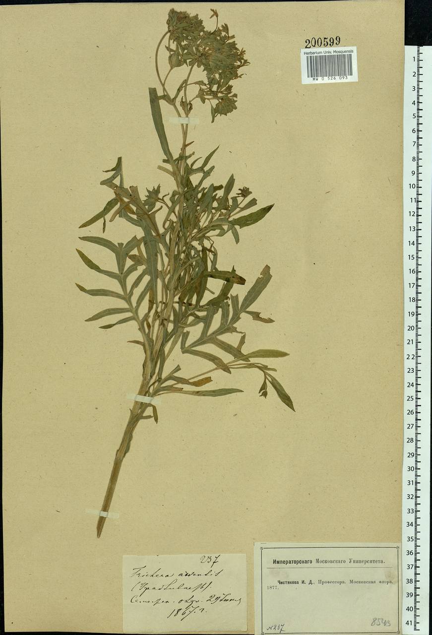 Knautia arvensis (L.) Coult., Eastern Europe, Moscow region (E4a) (Russia)