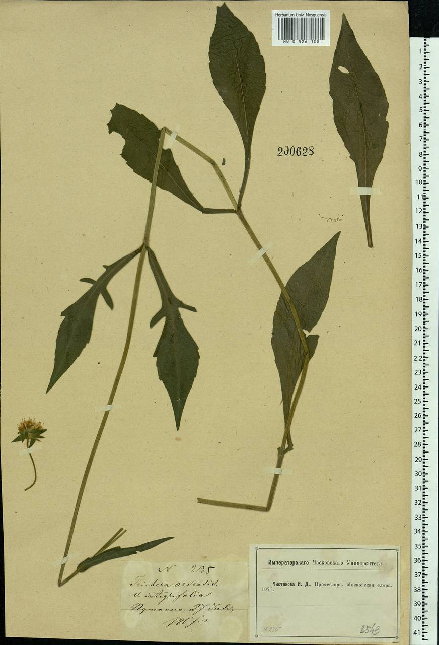 Knautia arvensis (L.) Coult., Eastern Europe, Moscow region (E4a) (Russia)
