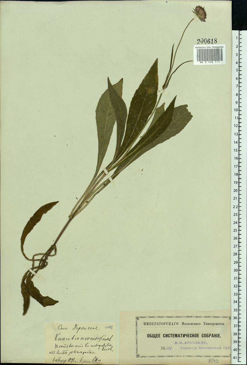 Knautia arvensis (L.) Coult., Eastern Europe, Moscow region (E4a) (Russia)