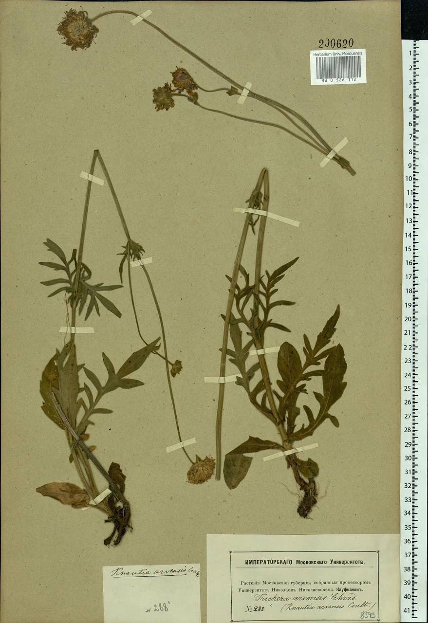 Knautia arvensis (L.) Coult., Eastern Europe, Moscow region (E4a) (Russia)