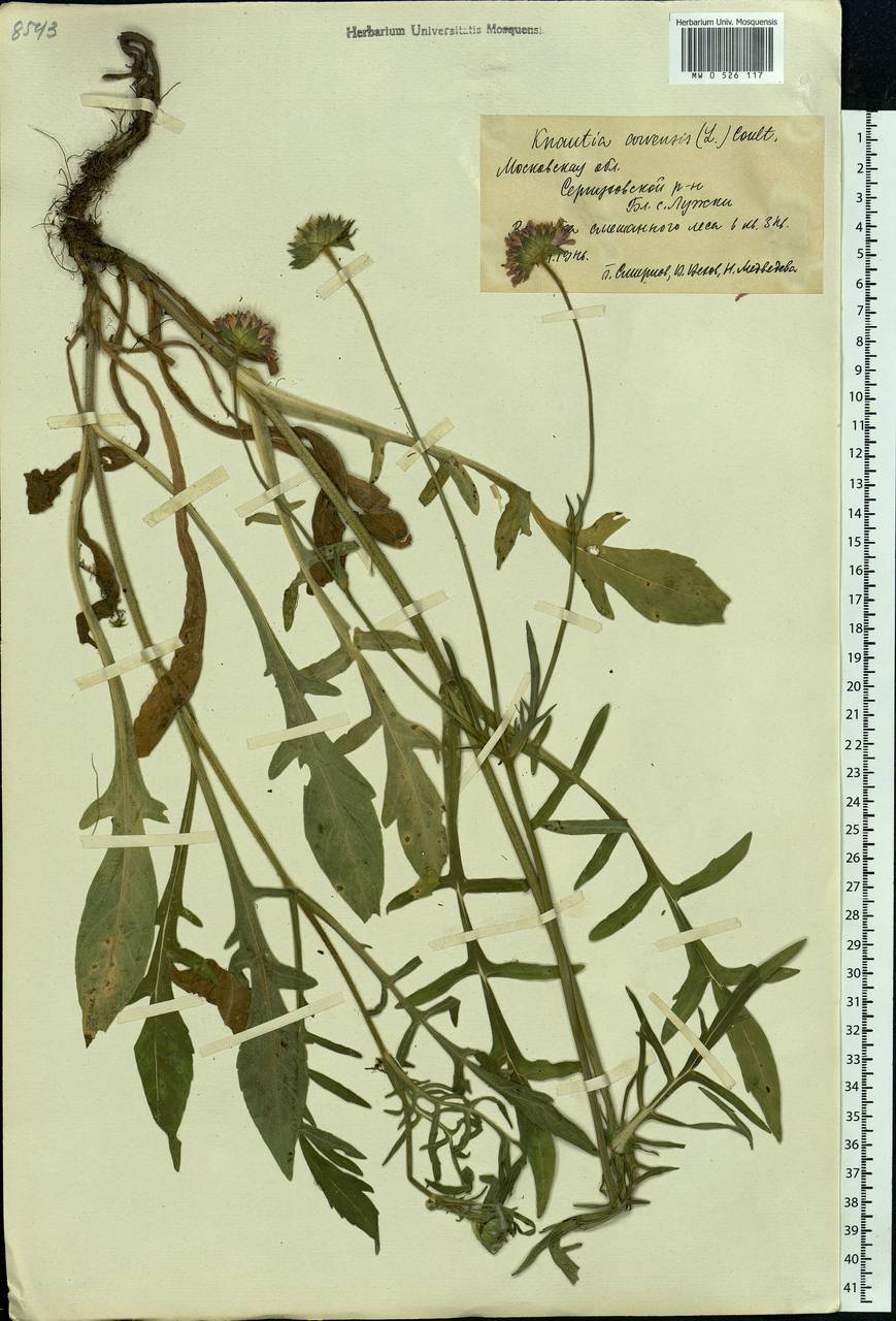 Knautia arvensis (L.) Coult., Eastern Europe, Moscow region (E4a) (Russia)