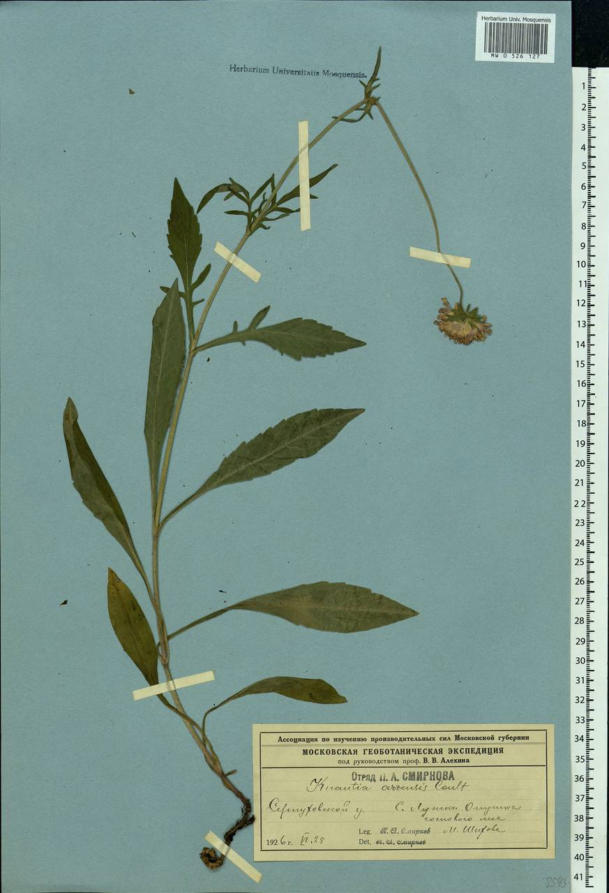 Knautia arvensis (L.) Coult., Eastern Europe, Moscow region (E4a) (Russia)